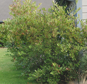 aronia arbutifolia brilliantissima