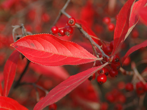 aronia arbutifolia brilliantissima fall berries