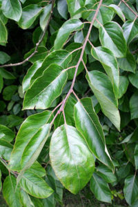 diospyros virginiana leaves