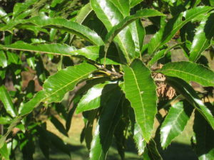 quercus acutissima leaves