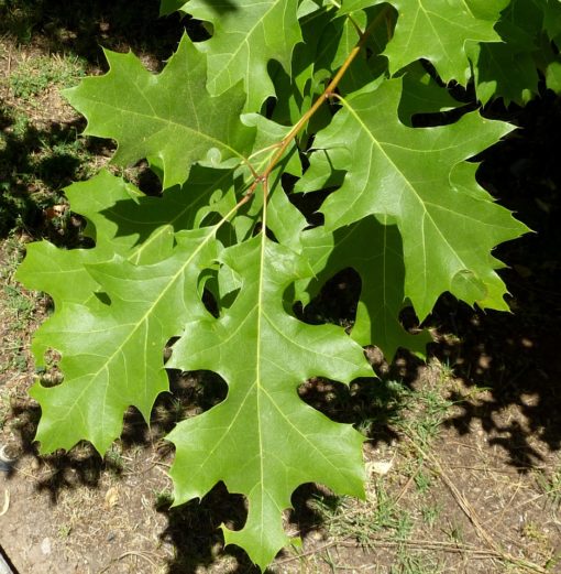 Nebraska quercus buckleyi leaves