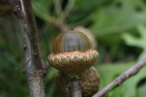 quercus ellipsoidalis acorn