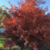 Hill's Oak (Quercus ellipsoidalis)