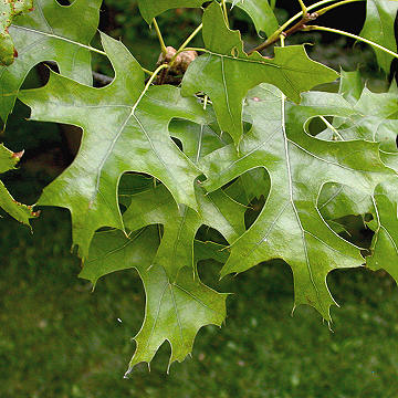 quercus ellipsoidalis leaves