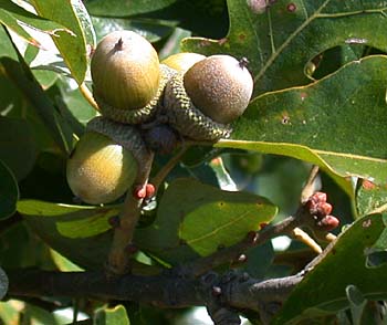 nebraska quercus stellata acorns