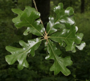 quercus stellata leaves