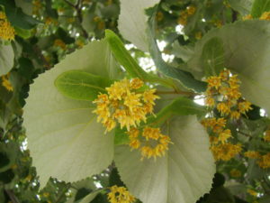 Nebraska tilia tomentosa flower