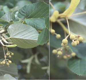 Nebraska tilia tomentosa leaf fruit