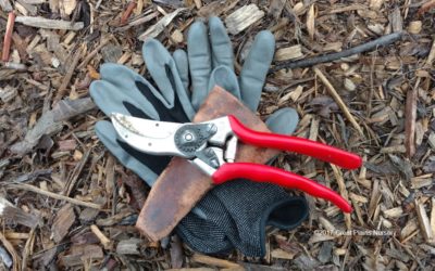 The Nitty Gritty About Pruning Young Trees