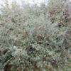 Silver Buffaloberry (Shepherdia argentea)