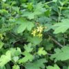 Golden Currant (Ribes aureum)
