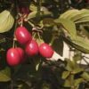Redstone Cornelian Cherry (Cornus mas 'Redstone')