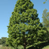 Shawnee Brave Bald Cypress (Taxodium distichum 'Shawnee Brave')