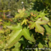 Shantung Maple (Acer truncatum)