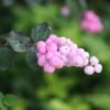 Proud Berry Coralberry (Symphoricarpos 'Sofie') in Toledo