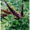 False Indigo (Amorpha fruticosa)