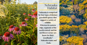 Nebraska native trees and plants enhance biodiversity and resilience.