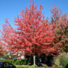 Red Sunset Maple (Acer rubrum 'Franksred')