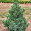 Vanderwolf Limber Pine (Pinus flexilis 'Vanderwolf's Pyramid')