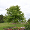 Sienna Glen® Maple (Acer x freemanii 'Sienna')