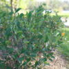 Low Scape Snowfire® Chokeberry (Aronia melanocarpa 'SMNAMPEM' USPP 34,116)