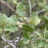 Wavyleaf Oak (Quercus undulata)