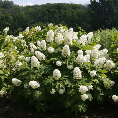 Gatsby Gal® Oakleaf Hydrangea (Hydrangea quercifolia ‘Brenhill’)