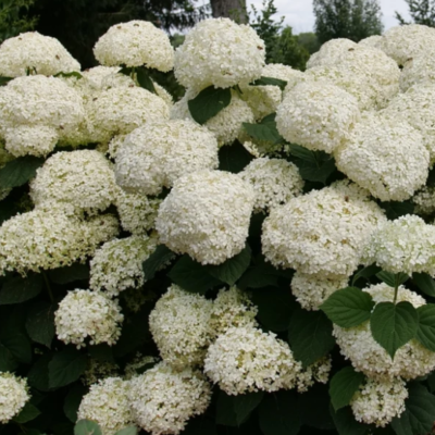 Incrediball Storm Proof® Smooth Hydrangea