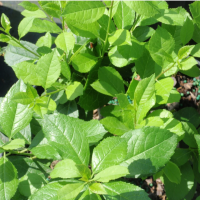 Mr. Poppins® Winterberry (Ilex verticillata)
